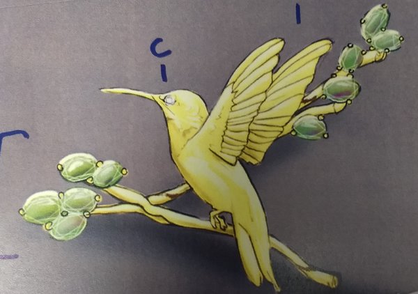 Bird Sketch.jpg
